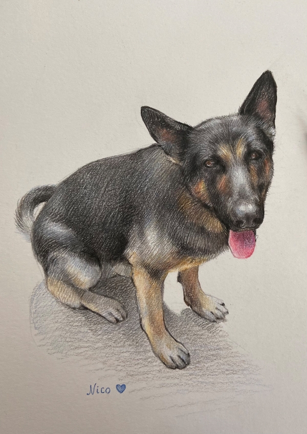Portrait of a dog called Nico